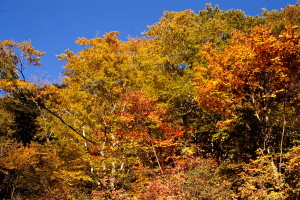 林道の紅葉 林道の紅葉