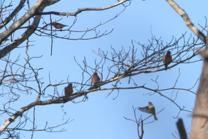 林道の水たまりの上で待機 林道の水たまりの上で待機