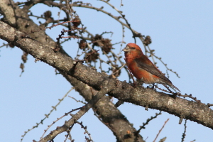 まったり まったり