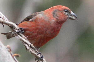 嘴 上右 オス 嘴 上右 オス